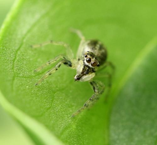 Réf. 228 435 : Phintella castriesiana